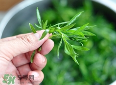 掃帚菜孕婦能吃嗎？孕婦可以吃掃帚菜嗎
