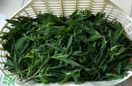 掃帚菜有什么功效？掃帚菜的功效與作用