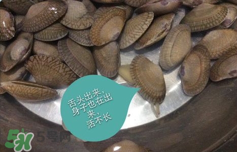 芒果螺怎么清洗？芒果螺怎么吃