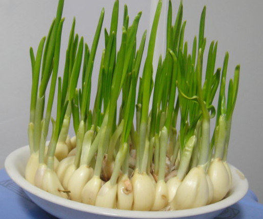 蒜苗是發(fā)物嗎？蒜苗是不是發(fā)物