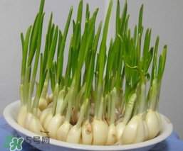 蒜苗屬于堿性食物嗎？蒜苗是酸性還是堿性