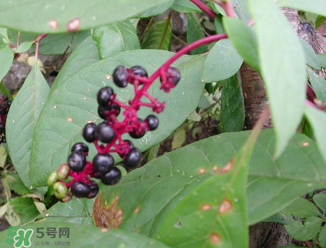 商陸可以吃嗎？商陸能不能吃？