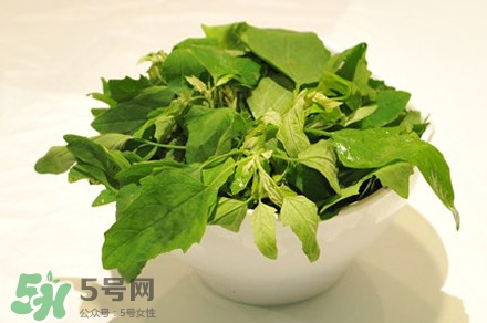 灰灰菜有什么功效？灰灰菜有什么營養(yǎng)價(jià)值