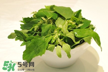 灰灰菜是什么樣子？灰灰菜圖片