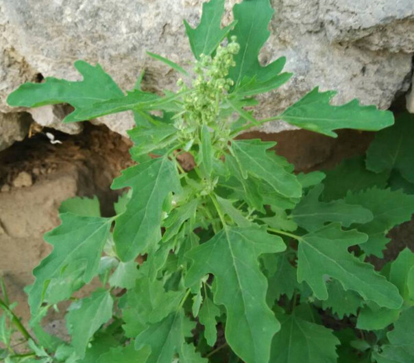 灰菜能生吃嗎？灰菜怎么做好吃