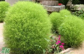 掃帚菜怎么吃？掃帚菜做法