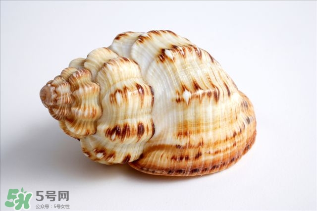 海螺的尾部能吃嗎？海螺的尾巴可以吃嗎