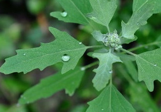 灰菜能生吃嗎？灰菜怎么做好吃
