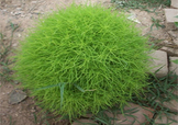 掃帚菜怎么吃？掃帚菜做法