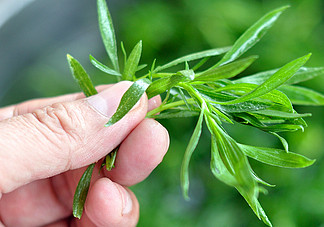 掃帚菜孕婦能吃嗎？孕婦可以吃掃帚菜嗎