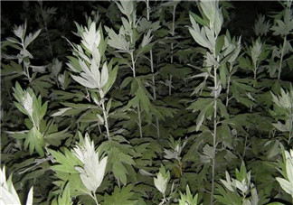 白蒿的食用禁忌 白蒿有什么食用禁忌？