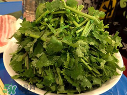 四月份可以種香菜嗎？四月份還能種香萊嗎？