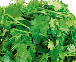 四月份可以種香菜嗎？四月份還能種香萊嗎？