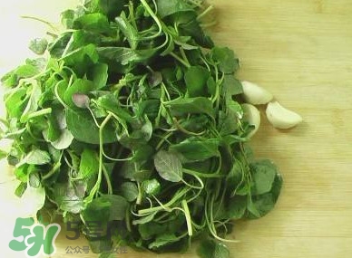 野莧菜能吃嗎？野莧菜圖片