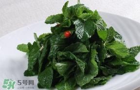 薄荷葉在哪兒買？新鮮的薄荷葉哪里買