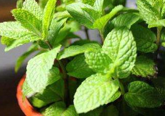薄荷能放臥室嗎？薄荷能不能放臥室