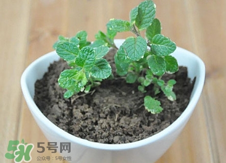 薄荷能放臥室嗎？薄荷能不能放臥室