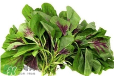 莧菜怎么種？莧菜如何種植