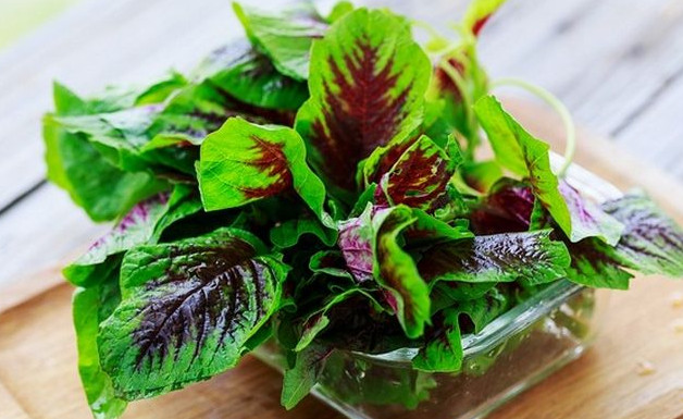 莧菜要焯水嗎？莧菜需要焯水嗎