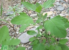 胃酸過多吃灰灰菜有好處嗎？胃酸過多能吃灰灰菜嗎