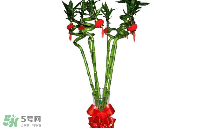 富貴竹可以和百合一起養(yǎng)嗎？富貴竹可以和什么花養(yǎng)？