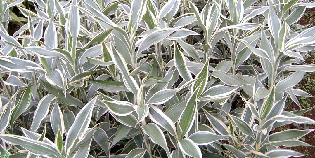 富貴竹有幾個(gè)品種？富貴竹有種子嗎？