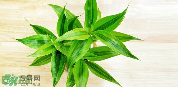 富貴竹可以和百合一起養(yǎng)嗎？富貴竹可以和什么花養(yǎng)？