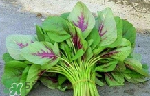 莧菜怎么種？莧菜如何種植