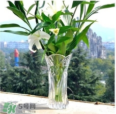 富貴竹有幾個(gè)品種？富貴竹有種子嗎？