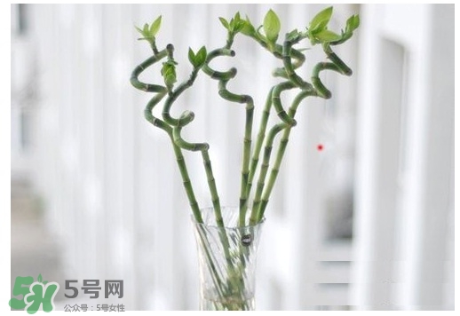 富貴竹葉子發(fā)黃怎么辦？富貴竹怎么養(yǎng)才能更旺盛？