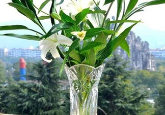 富貴竹有幾個(gè)品種？富貴竹有種子嗎？