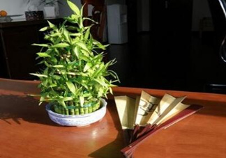 富貴竹葉子發(fā)黃怎么辦？富貴竹怎么養(yǎng)才能更旺盛？