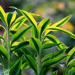 富貴竹有幾個(gè)品種？富貴竹有種子嗎？