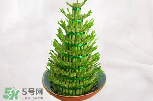 富貴竹可以和百合一起養(yǎng)嗎？富貴竹可以和什么花養(yǎng)？