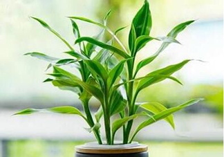 富貴竹可以和百合一起養(yǎng)嗎？富貴竹可以和什么花養(yǎng)？