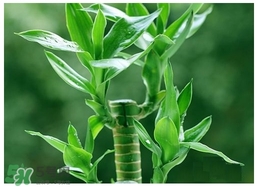 富貴竹葉子發(fā)黃怎么辦？富貴竹怎么養(yǎng)才能更旺盛？