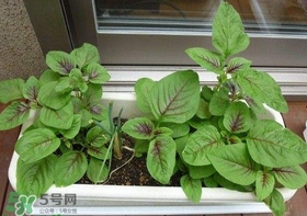 莧菜怎么種？莧菜如何種植