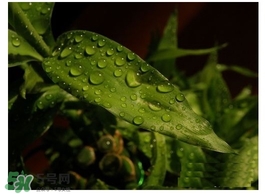 富貴竹葉子發(fā)黃怎么辦？富貴竹怎么養(yǎng)才能更旺盛？