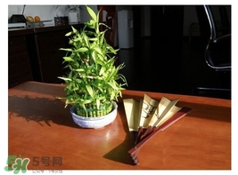 富貴竹葉子發(fā)黃怎么辦？富貴竹怎么養(yǎng)才能更旺盛？