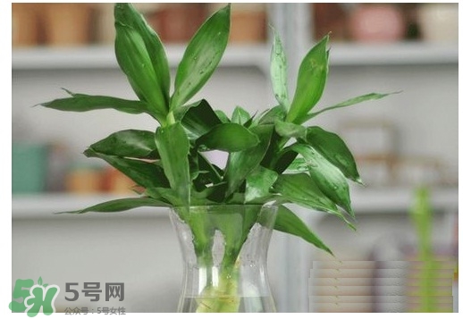富貴竹葉子發(fā)黃怎么辦？富貴竹怎么養(yǎng)才能更旺盛？