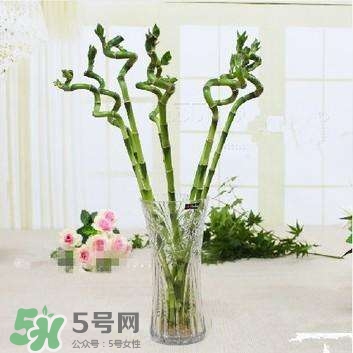 富貴竹有幾個(gè)品種？富貴竹有種子嗎？
