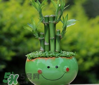 富貴竹可以和百合一起養(yǎng)嗎？富貴竹可以和什么花養(yǎng)？
