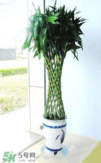 富貴竹有幾個(gè)品種？富貴竹有種子嗎？