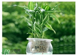 富貴竹葉子發(fā)黃怎么辦？富貴竹怎么養(yǎng)才能更旺盛？