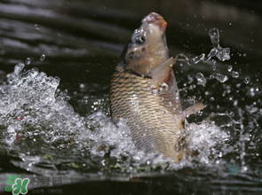 谷雨怎么釣魚？谷雨前后釣魚技巧