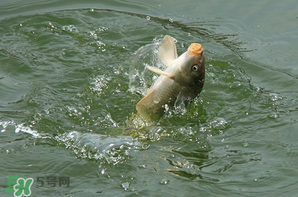 谷雨怎么釣魚？谷雨前后釣魚技巧