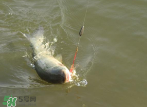 谷雨好釣魚嗎？谷雨釣魚用什么餌料？