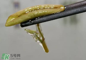 莼菜多少錢一斤？莼菜多少錢一斤2017？