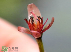 莼菜是什么菜？莼菜是荷葉嗎？