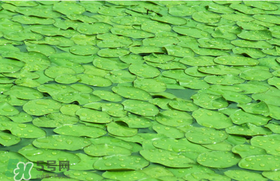 莼菜可以生吃嗎？莼菜怎么吃？